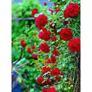 Biji Bunga Mawar Rambat Red Climbing Rose - Bibit Tanaman Bunga Mawar Rambat Merah - COD