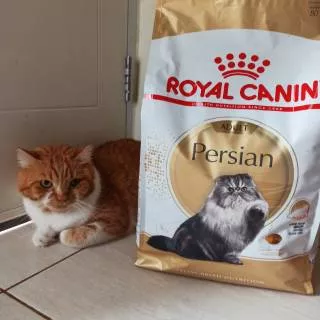 Royal Canin Persian Adult REPACK