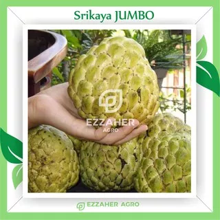 Bibit Tanaman Buah Srikaya JUMBO Australia | Srikaya okulasi cepat berbuah | Srikaya unggul