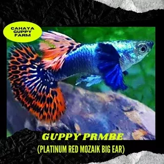 ikan hias guppy PRMBE / Platinum Red Mozaik Big Ear / ikan hias aquarium aquascape / guppy indukan