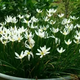 tanaman hias kucai bunga /Kucai bunga tulip/ Kucai bunga putih