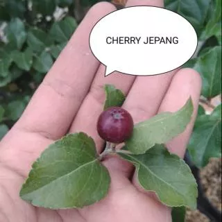 Tanaman Buah Cherry Jepang Kondisi Berbunga