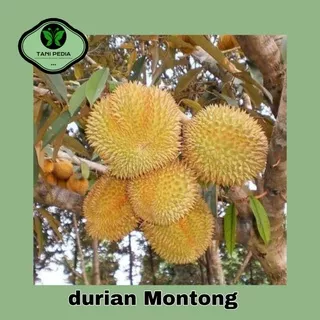 bibit buah durian montong/durian montong murah kualitas oke