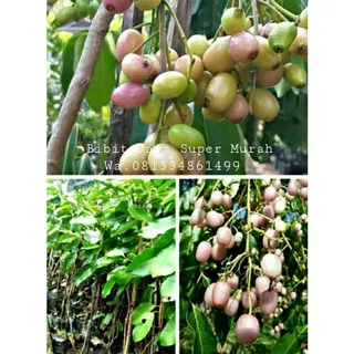 Bibit Buah Juwet Putih/Jamblang Putih SuperMurah