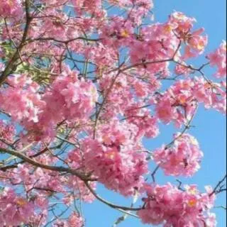 Bibit tanaman hias tabebuia rosea/ pink