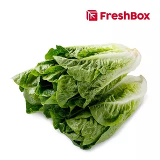 Romaine Lettuce 500gr FreshBox