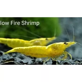 udang hias yellow fire aquascape -udang hias aquascape aquarium