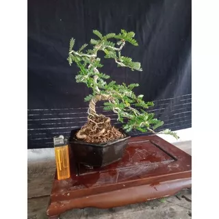 bonsai asem sarap,bonsai jadi tinggal pajang