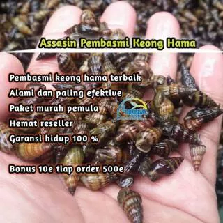 Assasin snail haseli pembasmi keong hama isi 250e akuarium aquascape terbaik efektive