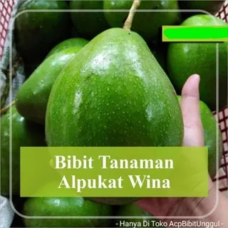 Bibit alpukat wina