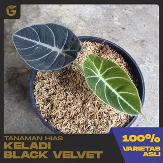 Goldseeds - Tanaman Hias - Keladi Black Velvet ( 2 daun )