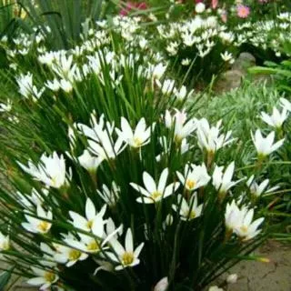 Tanaman hias kucai tulip bunga putih kucai bunga- Tanaman Indoor - Tanaman Outdoor - tanaman hias hidup - bunga hias - bunga hidup