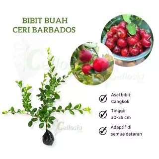 Bibit Tanaman Buah Ceri Barbados / Barbados Cherry