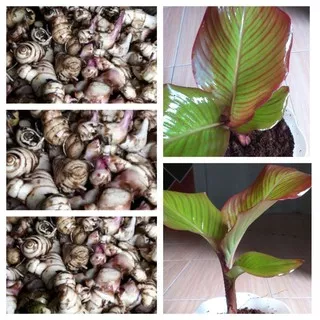 tanaman herbal umbi ganyong/  umbi ganyong 1kg