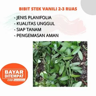 Bibit stek vanili vanila unggul per 2-3 ruas vanili Planifolia