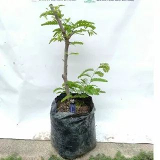 BONSAI ASEM JAWA / CANGKOK BERAKAR