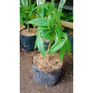 tanaman hias pachira / money tree