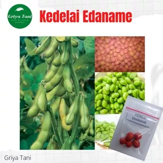 Benih Kedelai Edaname  Jepang - Bibit Kedelai Edamame Kedelai Jepang