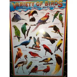 Poster Anak Edukasi Birds Aneka Burung Cantik Penuh Warna Bilingual Bahasa Indonesia Inggris