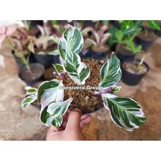 Tanaman Hias Calathea White Fushion / Kalatea Tisu