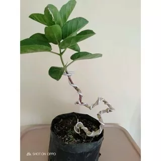 bahan bonsai sancang dari biji siap kawat tanaman hidup