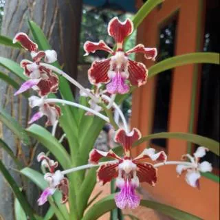 Vanda tricolor var tenebrosa remaja.