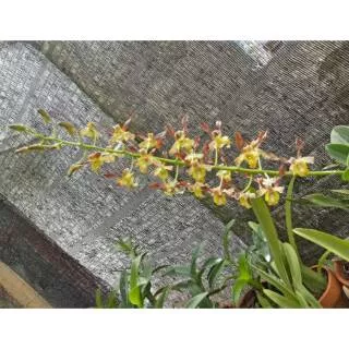 Anggrek Dendrobium Keriting Rambo