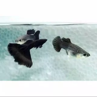 Ikan Guppy black Moskow indukan/Guppy hias/sepasang guppy black Moskow