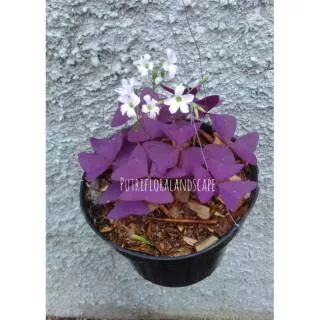 Tanaman hias daun kupu-kupu ungu-purple shamrock flower-daun kupu kupu