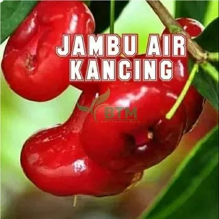 Bibit Jambu Air Kancing Merah Cepat Berbuah - Bibit Buah