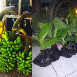 bibit pisang barlin,pisang gadis,pisang muli