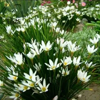 Tanaman hias kucai tulip bunga putih tanaman hias