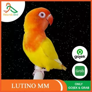 Burung Lovebird Lutino MM WAJIB tanya stock by Chat Pengiriman Hanya Tangerang dan Jakarta