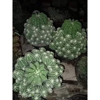 Kaktus echinopsis inermis jumbo/kaktus ownroot/kaktus pasaman