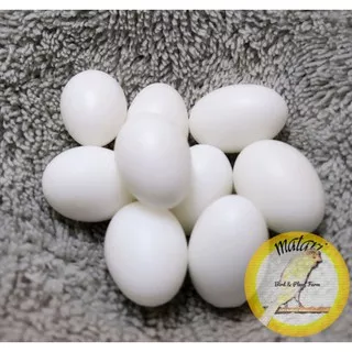 Dummy Egg / Telur Palsu Burung Finch Gould Amadine