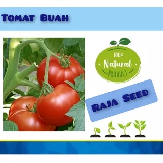 RAJA SEED Tomat Buah - Benih Tomat Benih Sayuran