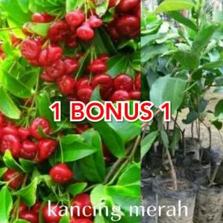 Bibit jambu air kancing merah 2 pohon