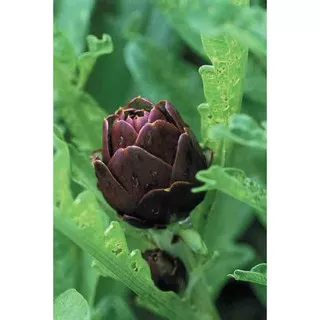 Artichoke Violetta Chioggia 5 Biji (Benih Biji Bibit Tanaman Bunga)