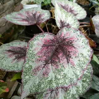 Tanaman Begonia Rex 2