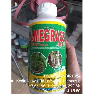 racun rumput pada tebu amegras 500sc / racun gulma herbisida amigrass 500sc