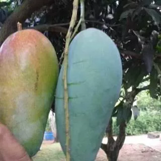 Bibit buah mangga kyojai