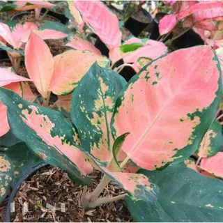 Kochin merah-Aglonema kochin-macam macam jenis aglonema-Tanaman hias-PROMO Ruby -Aglonema ruby pink