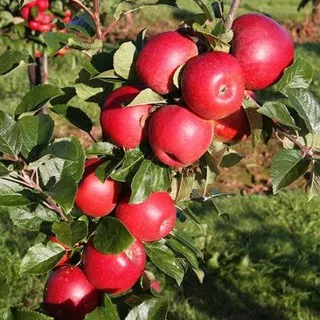Bibit tanaman buah apel anna