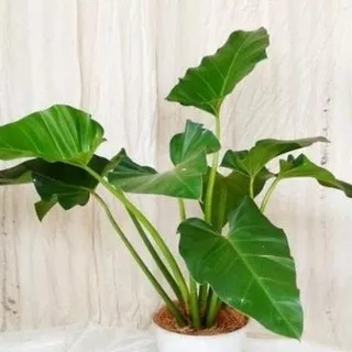 Tanaman Hias Philodendron marble / Tanaman philo marbel / Tanaman hias philodendron hijau