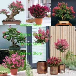 30 biji bonsai bungur kecil ketangi sakura indonesia merah muda small banaba for philippines pink