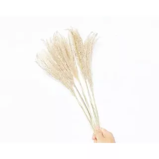 dried ilalalang / bunga alang-alang / bunga kering / dried flower / rustic flower
