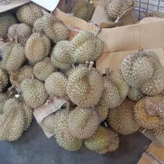 Durian monthong