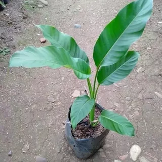 tanaman hias pisang bali / pohon pisang bali / pohon pisang pisangan / tanaman pisang pisangan