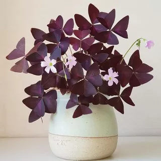 Tanaman Hias Bunga Kupu-Kupu | Love Plant Purple Shamrock