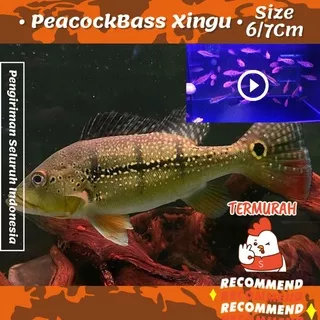 Ikan Hias Air Tawar Peacock Bass Xingu Garansi / Pbass / Arwana / Oscar / Lohan